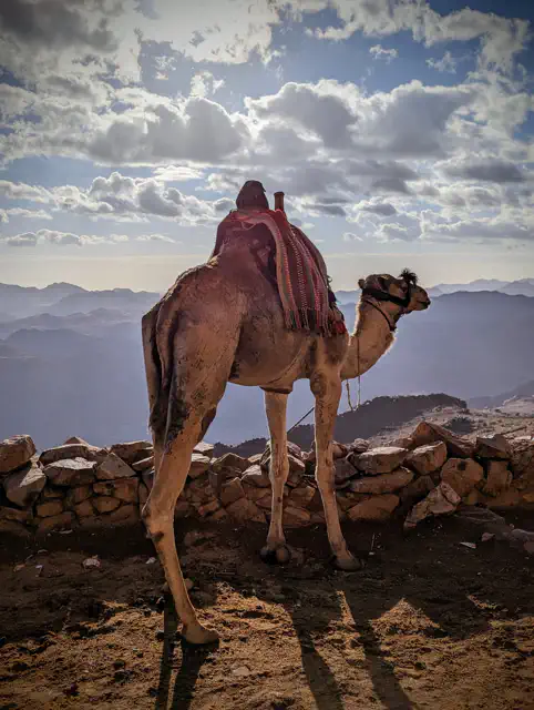 PXL_20230314_052836460.PORTRAIT